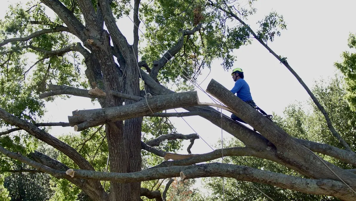 Professional Hazardous Tree Removal performed by certified arborists in Hiland